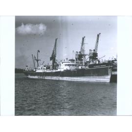 Caledonian Monarch