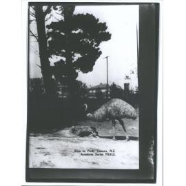 Emu in Park, Timaru, N.Z.