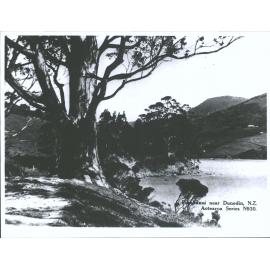 Purakanui near Dunedin, N.Z.