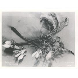 Kowhai - Sophora tetraptera