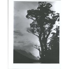 Lake Howden - A Forest Giant