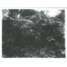 King Fern, N.Z. Bush