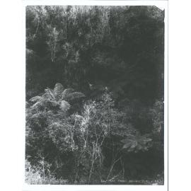 Fern Trees, Manawatu