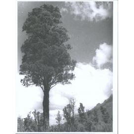 Silver Beech, Lower Hollyford Track