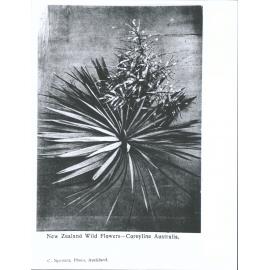 New Zealand Wild Flowers - Cordyline Australis