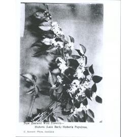 New Zealand Wild Flowers - Hohere (Lace Bark) Hoheria Populnea