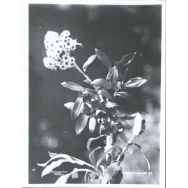 Gnaphalium Lyallii, N.Z.