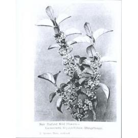 New Zealand Wild Flowers - Gemostoma Brysistrifolium (Hangehange)