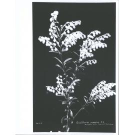 Gaultheria rupestris, N.Z.