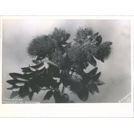 Pohutukawa - Metrosideros tomentosa