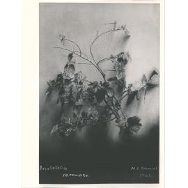 Aristotelia racemosa