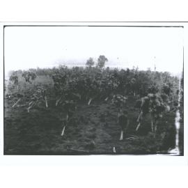 Cabbage trees at Ashhurst