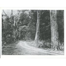 Scenes in the Southern Alps - Christchurch & Hokitika Road