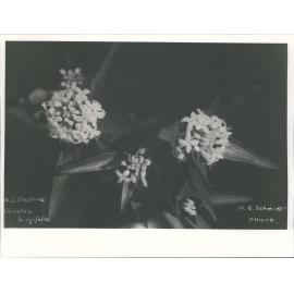 N.Z. Daphne - Pimelea longifolia