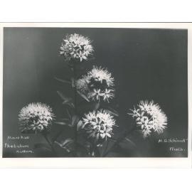 Mairehau - Phebalium nudum