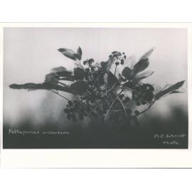 Nothopanax Arboreum