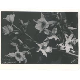 Whau - Entelea Arborescens