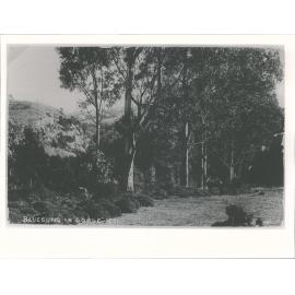 Bluegums in Gorge