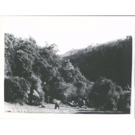 In Gorge Near Palmerston