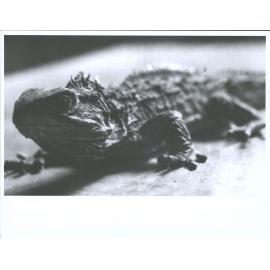 Tuatara