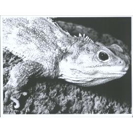 "Josephine" - Otago Museum's live tuatara