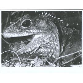 Tuatara