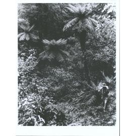 Ferns in the bush along the track from Waikaremoana to Waikare-iti