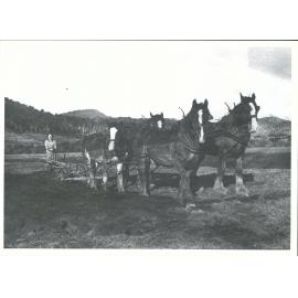 Team horses pulling a plough