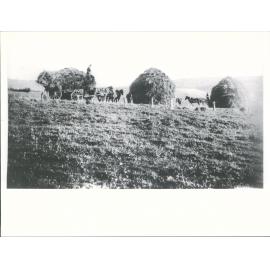Stacking Oats, Waikawa Valley