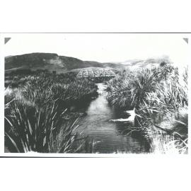 Bridge in Waikawa Valley showing flax & tussocks