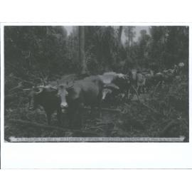 Bullocks at work, Makatote Viaduct, N.Z.