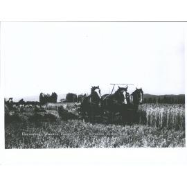 Harvesting, Waimea Plains, N.Z.