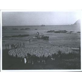 Herding sheep at Waipiro Bay