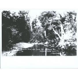 Waipoua River and Forest, North Auckland, N.Z.