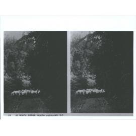 In Waipu Gorge, North Auckland, N.Z.