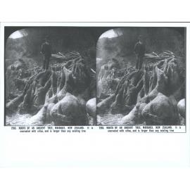 Roots of an Ancient Tree, Wairakei, New Zealand