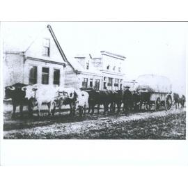 Hughie Rice's Bullock Team
