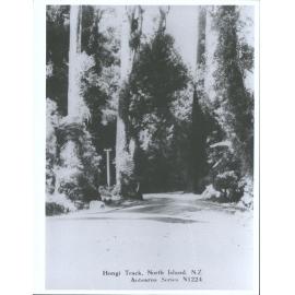 Hongi Track, North Island, N.Z.