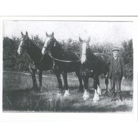 James Cimmonds champion 3 horse team