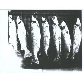 Trout caught in Blueskin Bay, each 18-24lbs