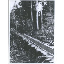 David Booth's Sawmill - Bridge on sawmill tramline