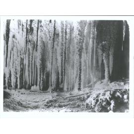 Waitomo Caves - Aranui