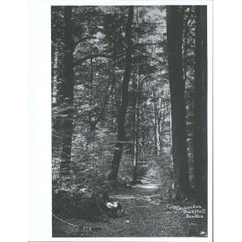 A Silver Birch Forest, Wakatipu