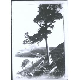 Papanui Inlet, Otago Peninsula