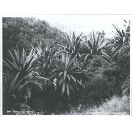 Cordyline indivisa