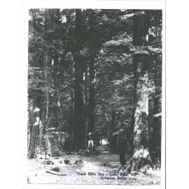 Track to Lake Rere, Elfin Bay, N.Z.