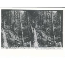 A birch forest, The path leading to the Garden of Eden, Paradise, Lake Wakatipu
