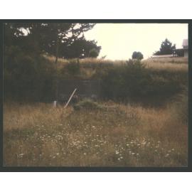 An old stove resting among the weeds