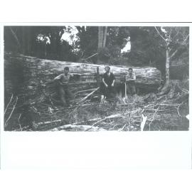 Sawmill