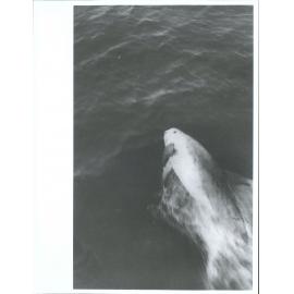 Was the pilot of all steamers through French Pass. On Nelson Wellington run. Has not been seen for some time past